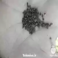 قیمت خرید تاجر کنجد در کرمان  در گروه خرید و فروش دانه های روغنی در یکمیوه