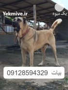 خرید و فروش سگ پژدر عراقی در گروه سگ و گربه در یکمیوه