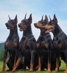 خرید و فروش سگ دوبرمن در کمال شهر در گروه سگ و گربه در یکمیوه