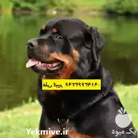 مرکز پرورش خرید توله سگ روتوایلر در مهر در گروه سگ و گربه در یکمیوه