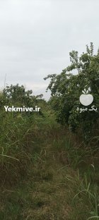 فروش گلابی اسپادانا و موشو در گروه خرید و فروش گلابی در یکمیوه