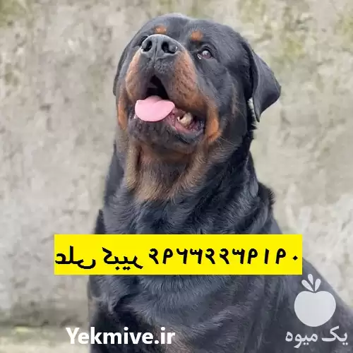 خرید فروش مرکز سگ روتوایلر مرکز در تهران در گروه سگ و گربه در یکمیوه -عکس1