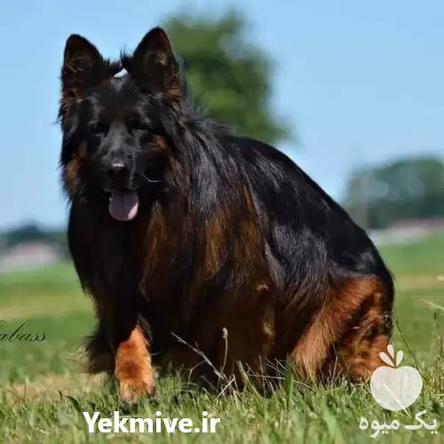 قیمت خرید سگ ژرمن شپرد وارداتی در گروه سگ و گربه در یکمیوه -عکس1