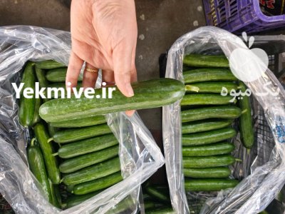 فروش خیار گلخانه ای یزد در گروه خرید و فروش خیار در یکمیوه -عکس2