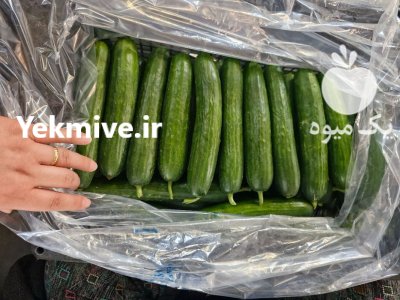 فروش خیار گلخانه ای یزد در گروه خرید و فروش خیار در یکمیوه -عکس3