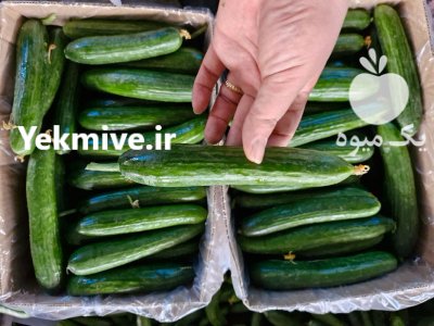 فروش خیار گلخانه ای یزد در گروه خرید و فروش خیار در یکمیوه -عکس4