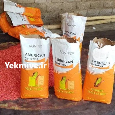 بذر ذرت امریکن ژنتیک در خرم آباد در گروه خرید و فروش بذر ذرت در یکمیوه -عکس1