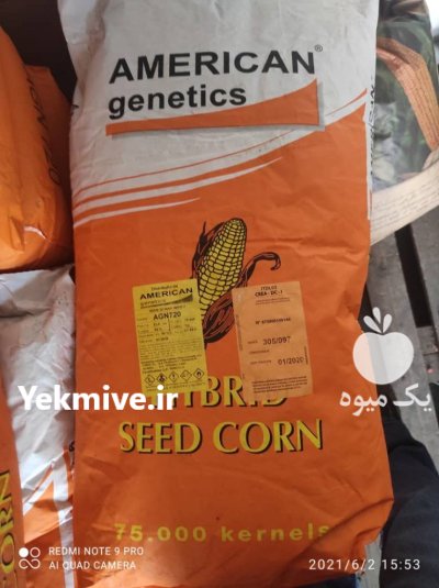 بذر ذرت علوفه ای امریکن ژنتیک در خرم آباد در گروه خرید و فروش بذر ذرت در یکمیوه -عکس1