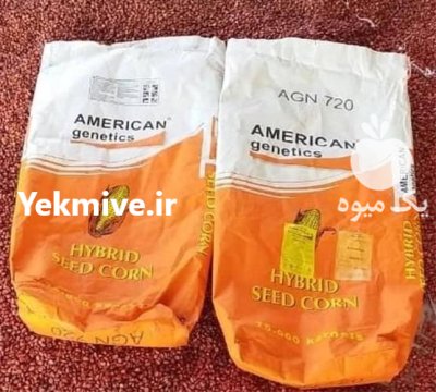 بذر ذرت علوفه ای امریکن ژنتیک در گروه خرید و فروش بذر ذرت در یکمیوه -عکس1