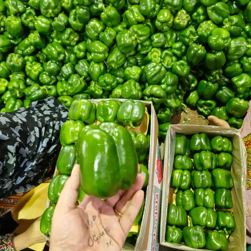 فلفل دلمه گلخانه ای سبز در یزد در گروه خرید و فروش فلفل در یکمیوه -عکس1