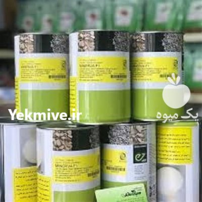 مناسب ترین قیمت بذر پیاز مینروا در گروه خرید و فروش بذر پیاز در یکمیوه -عکس1
