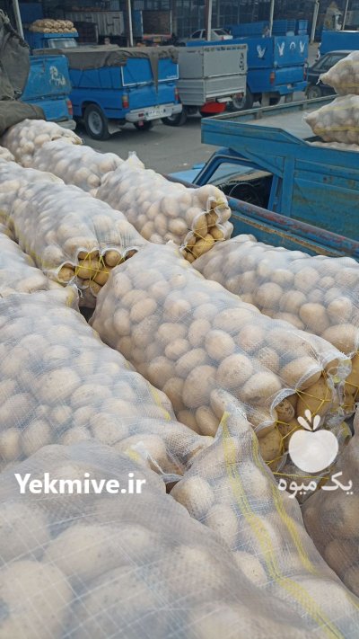 سیب زمینی در عجب شیر در گروه خرید و فروش سیب زمینی در یکمیوه -عکس1