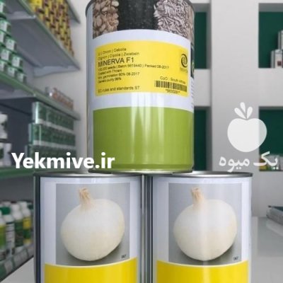 قیمت بذر پیاز مینروا با کیفیت در میناب در گروه خرید و فروش بذر پیاز در یکمیوه -عکس1
