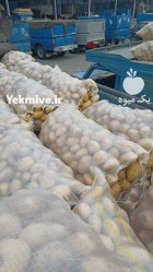 سیب زمینی در عجب شیر در گروه خرید و فروش سیب زمینی در یکمیوه