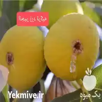 فروش خرید نهال انجیر زرد ترکیه در تهران در گروه خرید و فروش نهال در یکمیوه