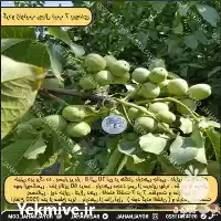 فروش خرید نهال گردو پیوندی ژنوتیپ در تهران در گروه خرید و فروش نهال گردو در یکمیوه