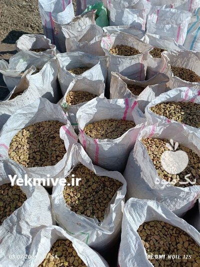 باقلا درجه یک در بیستون در گروه خرید و فروش غلات و حبوبات در یکمیوه -عکس1