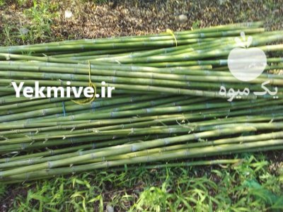 فروش فوری نی خیزران در گروه خرید و فروش نهال بامبو در یکمیوه -عکس1