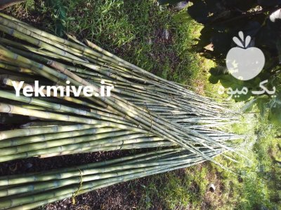فروش فوری نی خیزران در گروه خرید و فروش نهال بامبو در یکمیوه -عکس2