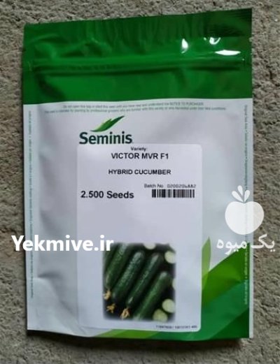 بذر خیار ویکتور توزیع بذر خیار در بابل  در گروه خرید و فروش بذر خیار در یکمیوه -عکس1