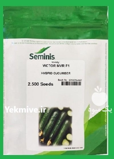 بذر خیار ویکتور سمینیس هیبرید در ساری در گروه خرید و فروش بذر خیار در یکمیوه -عکس1