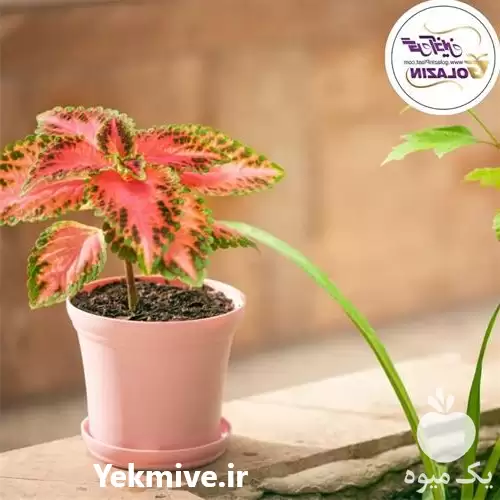 فروش تولید تخصصی گلدان پلیمری در گروه خرید و فروش گلدان در یکمیوه -عکس1