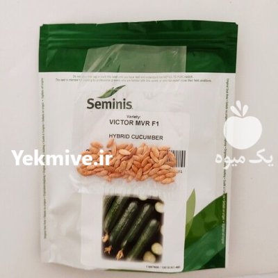 بذر خیار ویکتور با کیفیت بالا در ماسال در گروه خرید و فروش بذر خیار در یکمیوه -عکس1