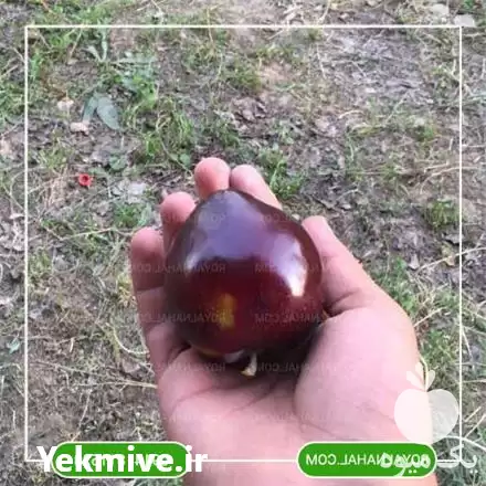 فروش خرید نهال آلو کالیفرنیا در تهران در گروه خرید و فروش نهال در یکمیوه -عکس1