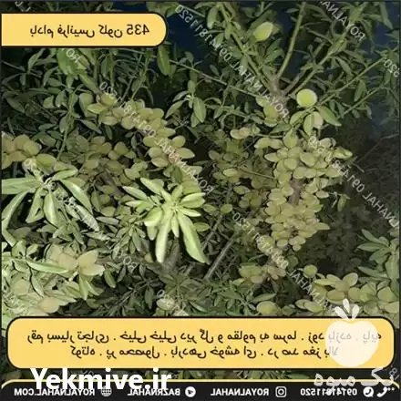 فروش خرید نهال بادام دیرگل در تهران در گروه خرید و فروش نهال بادام در یکمیوه -عکس1