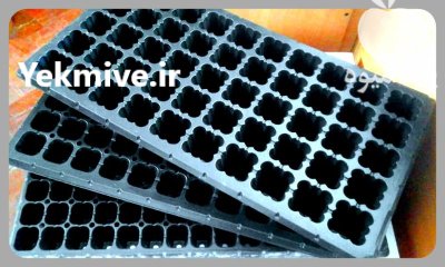 فروش سینی کشت نشا در حفره در گروه خرید و فروش نشا در یکمیوه -عکس4