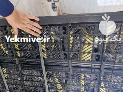 فروش بادمجان لامپی گلخانه ای در یزد در گروه خرید و فروش بادمجان در یکمیوه -عکس3