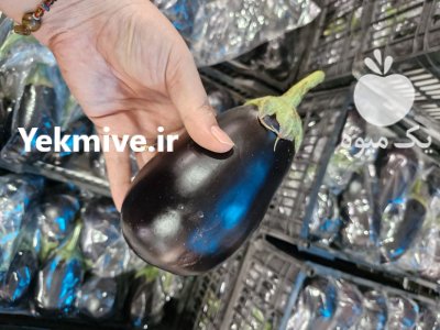 فروش بادمجان لامپی گلخانه ای در یزد در گروه خرید و فروش بادمجان در یکمیوه -عکس4