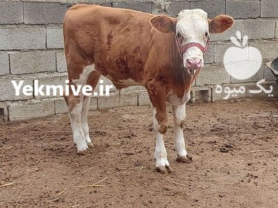 فروش گوساله سیمینتال پرواری نر در کرج در گروه گاو و گوسفند و میش و بز کهره گوساله در یکمیوه -عکس2