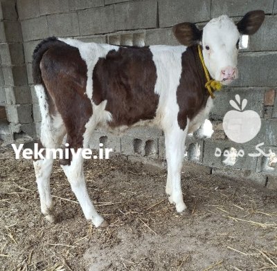 فروش گوساله سیمینتال پرواری نر در کرج در گروه گاو و گوسفند و میش و بز کهره گوساله در یکمیوه -عکس3