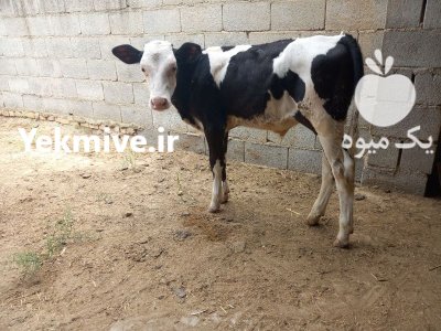 فروش گوساله سیمینتال پرواری نر در کرج در گروه گاو و گوسفند و میش و بز کهره گوساله در یکمیوه -عکس4