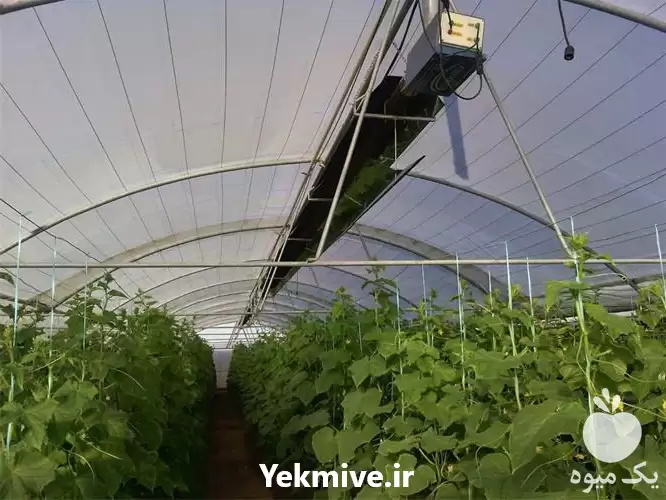 قیمت خرید بخاری گازی گلخانه گرماتاب در مشهد در گروه خرید و فروش بخاری و هیتر گلخانه در یکمیوه -عکس1