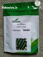 فروش بذر خیار ویکتور با کیفیت در ساری در گروه خرید و فروش بذر خیار در یکمیوه