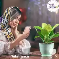 گلدان پلیمری گل آذین در گروه خرید و فروش گلدان در یکمیوه