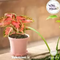 فروش تولید تخصصی گلدان پلیمری در گروه خرید و فروش گلدان در یکمیوه