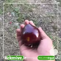 فروش خرید نهال آلو کالیفرنیا در تهران در گروه خرید و فروش نهال در یکمیوه