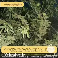 فروش خرید نهال بادام دیرگل در تهران در گروه خرید و فروش نهال بادام در یکمیوه