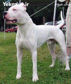 خرید و فروش سگ داگو ارژانتینو در کرج در گروه سگ و گربه در یکمیوه