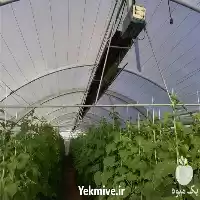 قیمت خرید بخاری گازی گلخانه گرماتاب در مشهد در گروه خرید و فروش بخاری و هیتر گلخانه در یکمیوه