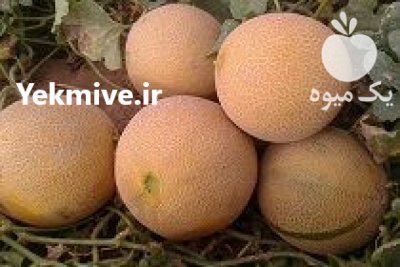 بذر خربزه هیبرید آناناسی ناغام سمینیس در باقرشهر در گروه خرید و فروش بذر خربزه در یکمیوه -عکس1