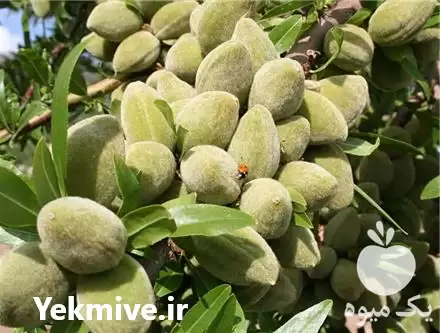 فروش نهال بادام فرانیس کلون در ارومیه در گروه خرید و فروش نهال بادام در یکمیوه -عکس1