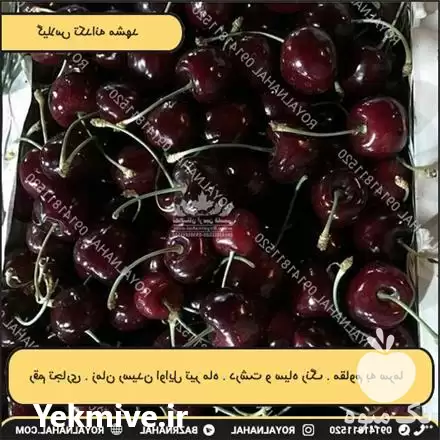 قیمت خرید گیلاس تکدانه مشهد در کشاورز در گروه خرید و فروش نهال میوه در یکمیوه -عکس1