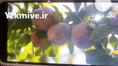 فروش آلو سیاه و گلابی باغی در گروه خرید و فروش گلابی در یکمیوه -عکس1