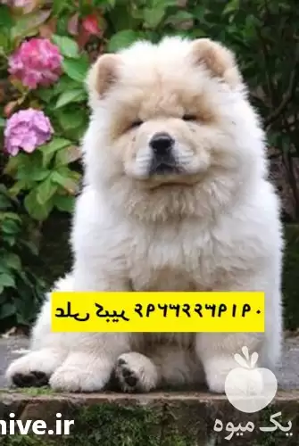 مرکز پرورش فروش سگ چاوچاو عروسکی در تهران در گروه سگ و گربه در یکمیوه -عکس1