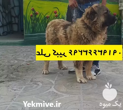 مرکز پرورش فروش آموزش سگ نگهبان در تهران در گروه سگ و گربه در یکمیوه -عکس1