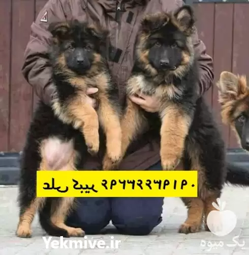 مرکز پرورش خرید سگ ژرمن شپرد در تهران در گروه سگ و گربه در یکمیوه -عکس1